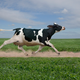 Cartoonish image of cow running across a pasture